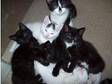 5 Gorgeous Kittens for Sale to good homes. We have 5....