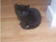 Cute kittens for sale. we have 3 lovely black kittens....