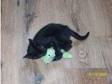 two black kittens for sale with stuff 8-9 weeks. i have....