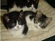3 Lovely Kittens 4 Sale. 3 Kittens Ready Now 2 black &....