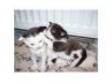 Beautiful X Norwegian Forest Kittens for sale. We have 4....
