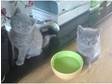 4 x Full Blue British Shorthair kittens