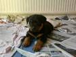ROTTWEILER PUPPIES,  Dog,  Rottweiler,  other,  1-3 months, ....
