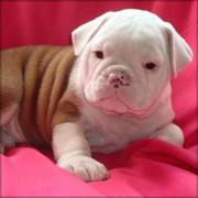 English Bulldog puppy for re homing
