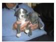 Blue staff puppies. 2 dogs puppies left out of litter of....