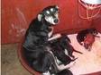 Salkhi Greyhound Deerhound puppies (£150).....