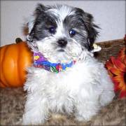 Shih - Poo Puppy For Sale