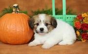 Gorgeous Havanese puppies for sale