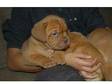 Dogue De Bordeaux Pups (£500). 2 FEMALES AVAILABLE. £500....