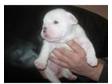 3 beautiful bulldog puppies for sale....BARGAIN!!. I....