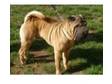 shar-pei puppies for sale many champions in both parents....