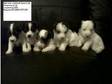 Tibetan Terrier x Jack Russell Puppies for Sale. 1....