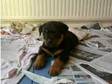 Rottweiler Puppys (£450). beautiful rottweiler puppies, ....